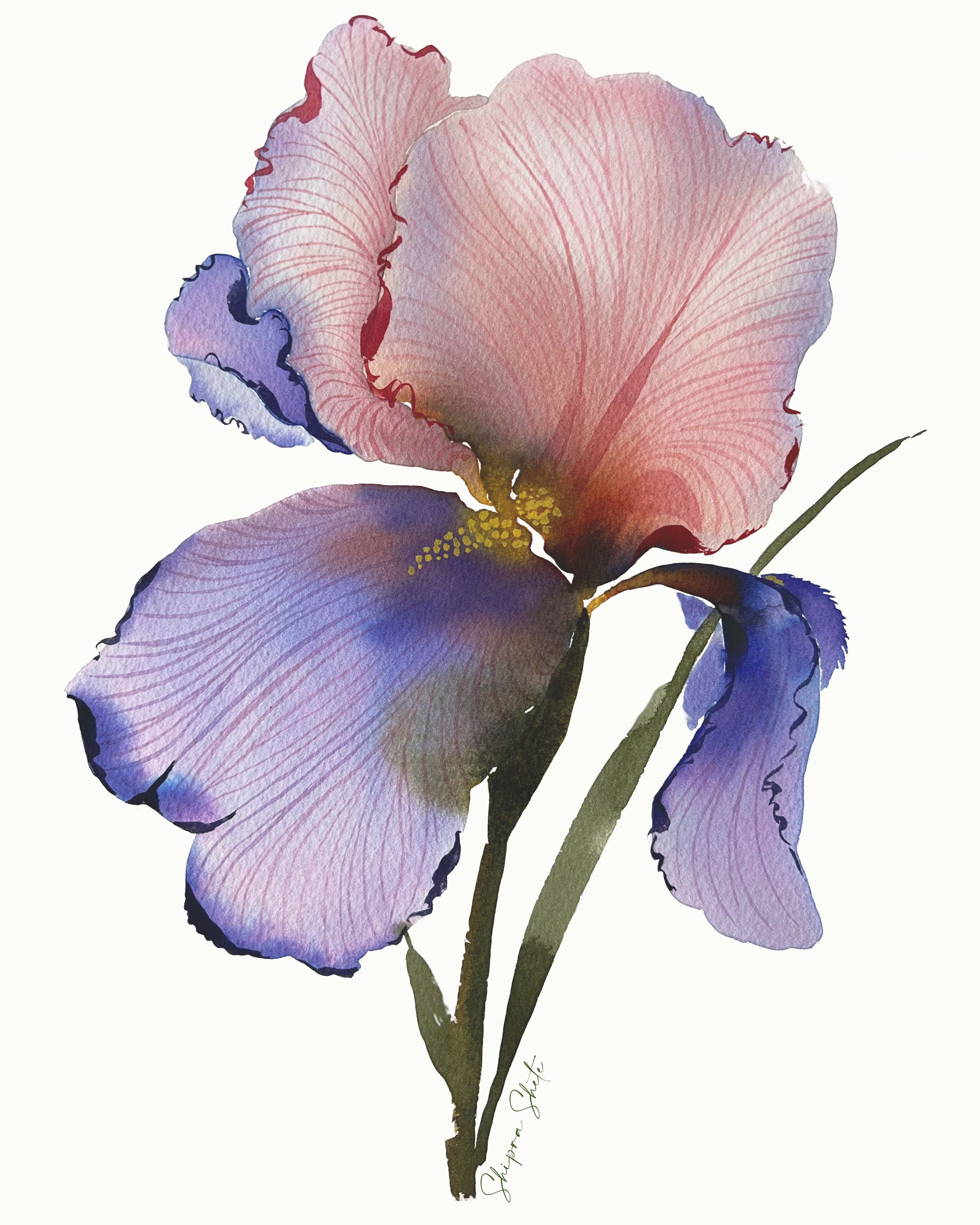 Watercolour Floral Art Print Purple Iris 1