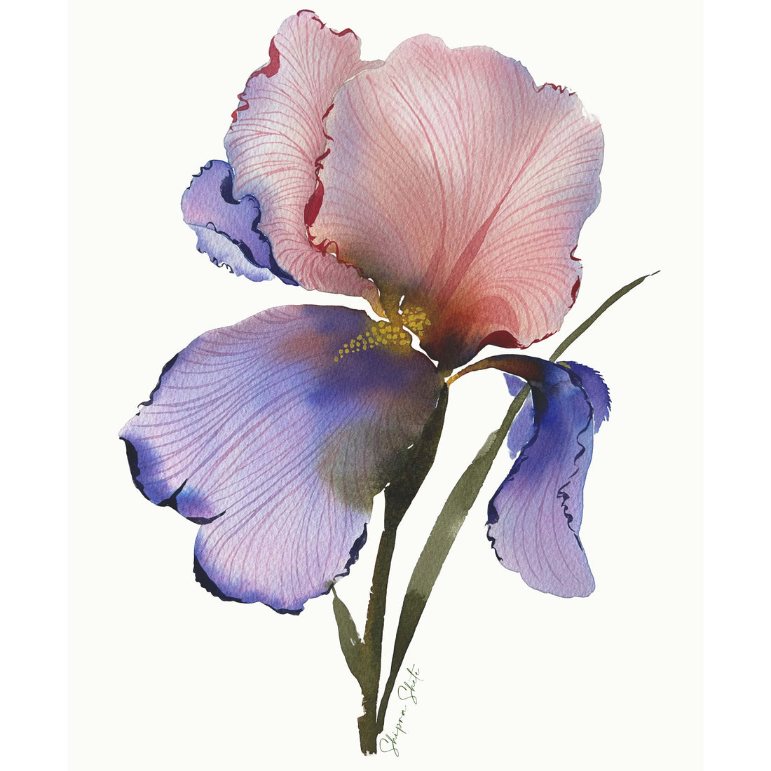 Watercolour Floral Art Print Purple Iris 1